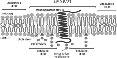 Prediction of Transmembrane Regions, Cholesterol, and Ganglioside Binding Sites in Amyloid-Forming Proteins Indicate Potential for Amyloid Pore Formation